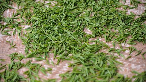 緑茶の葉