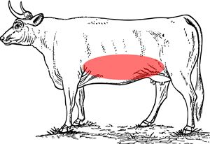全42種 牛一頭から取れる焼肉の部位と名称 むちゃぶりレシピ