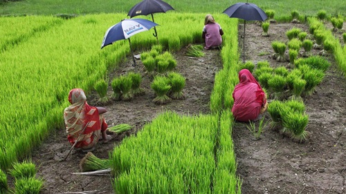 バングラディシュのお米農地